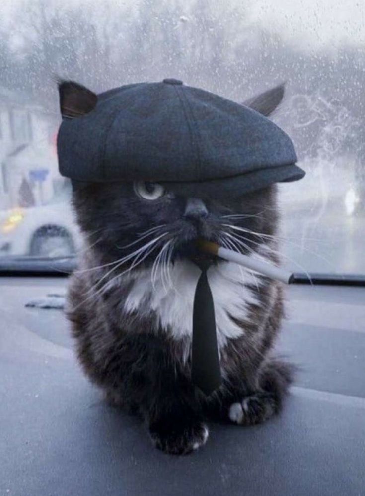 a cat inside coffee mug